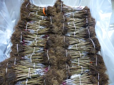 The newly bench grafted trees ready for planting